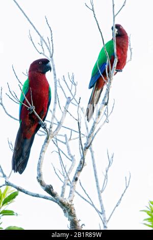 Perroquet rouge brillant (Prosopeia tabuensis), sur une branche, Fidji Banque D'Images