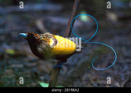 Magnifique oiseau de paradis (Diphyllodes magnificus), mâle en plumage, Papouasie-Nouvelle-Guinée Banque D'Images