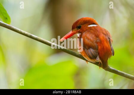 Madagascar, un pêcheur pygmée malgache (Corythornis madagascariensis), sur une branche Banque D'Images