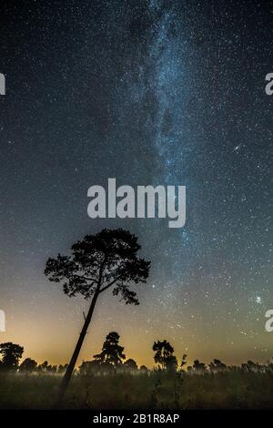 Ciel étoilé avec une voie laiteuse au-dessus de la lune, arbres en premier plan, 07.09.2016, Allemagne, Basse-Saxe, Voerden Banque D'Images