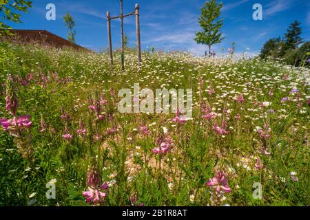 Bouton bleu, champ scabious (Knautia arvensis), pré de fleur semée dans une ville, Allemagne Banque D'Images