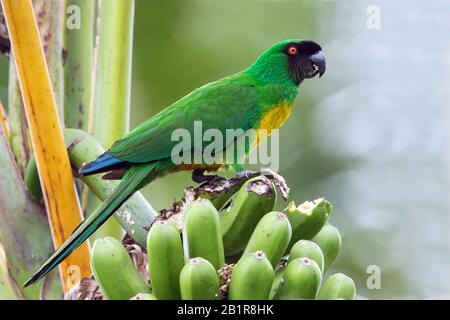 Perroquet brillant masqué (Prosopeia personata), perché sur une branche, endémique à l'île de Viti Levu aux Fidji, aux Fidji Banque D'Images