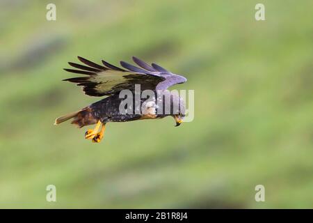 Jackal buzzard, Augur buzzard (Buteo rufofuscus), planant, Afrique Banque D'Images