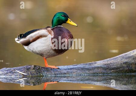 Mallard (Anas platyrhynchos), mâle au bord de l'eau au bord de l'eau, Allemagne, Bade-Wuerttemberg Banque D'Images