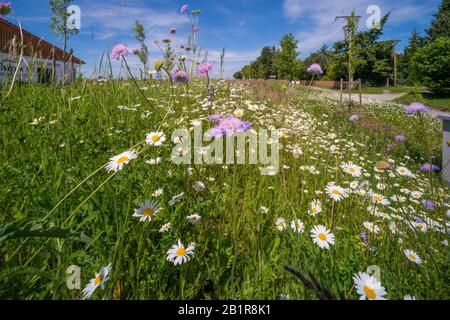 Bouton bleu, champ scabious (Knautia arvensis), pré de fleur semée dans une ville, Allemagne Banque D'Images