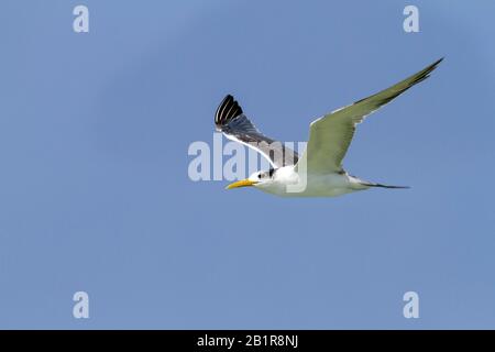 Une plus grande girrée (Thalasseus bergii velox, Sterna bergii velox), immature en vol, Oman Banque D'Images