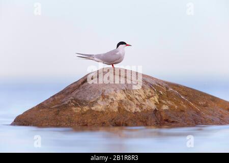 Sterne arctique (Sterna paradisaea), perché sur une roche dans l'eau, vue latérale, Suède, Oeland Banque D'Images