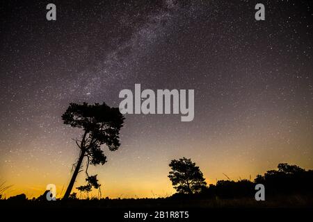 Ciel étoilé avec une voie laiteuse au-dessus de la lune, arbres en premier plan, 07.09.2016, Allemagne, Basse-Saxe, Voerden Banque D'Images