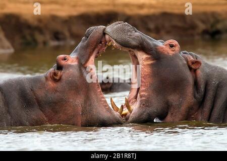 Hippopotame, hippopotame, hippopotame commun (Hippopotamus amphibius), lutte dans une rivière africaine, Afrique Banque D'Images