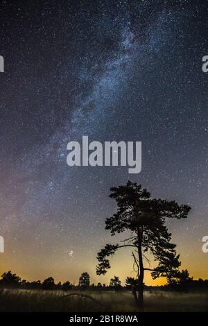 Ciel étoilé avec une voie laiteuse au-dessus de la lune, arbres en premier plan, 07.09.2016, Allemagne, Basse-Saxe, Voerden Banque D'Images