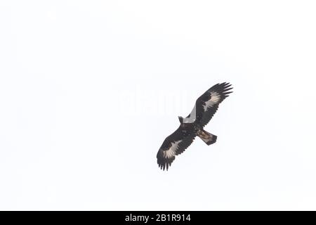 Aigle doré (Aquila chysaetos daphanea, Aquila daphanea), immatures en vol, Kirghizstan Banque D'Images