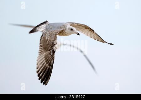 Goéland de hareng (Larus argentatus), juvénile au 2ème hiver, Allemagne Banque D'Images