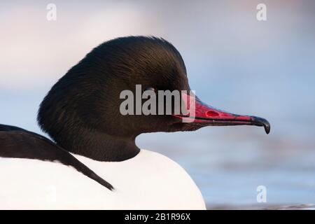 Goosander (Mergus merganser), portrait, Allemagne Banque D'Images