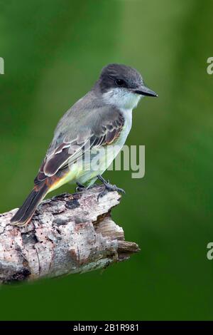 Loggerhead kingbird (Tyrannus audifasciatus), sur une branche, Les Bahamas Banque D'Images