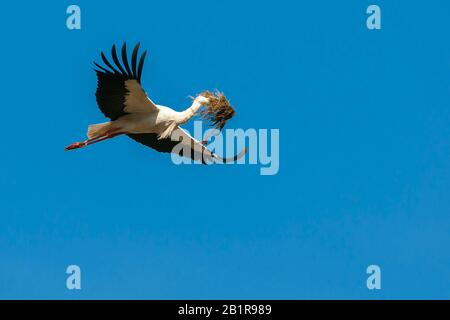 Ciconia ciconia (ciconia), en vol dans le ciel bleu avec du matériel de nidification dans la facture, vue latérale, Allemagne, Basse-Saxe Banque D'Images