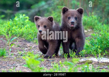 Ours brun européen (Ursus arctos arctos), deux oursons allant ensemble à travers la forêt, vue de face, Finlande, Carélia, Suomussalmi Banque D'Images