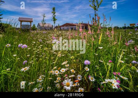 Bouton bleu, champ scabious (Knautia arvensis), pré de fleur semée dans une ville, Allemagne Banque D'Images