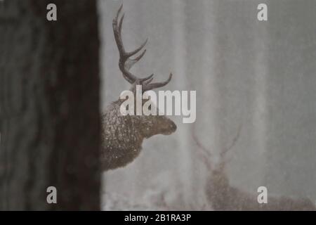 Cerf rouge pris dans le blizzard dans le parc national de Cairngorm Banque D'Images