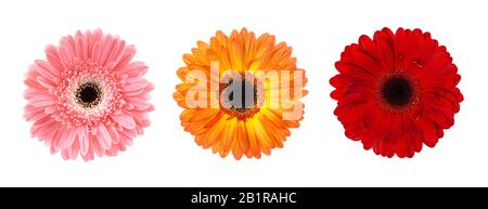 Ensemble de boutons gerbera de fleurs dans différentes couleurs isolées sur fond blanc, éléments pour collage de conception, vue de dessus. Banque D'Images