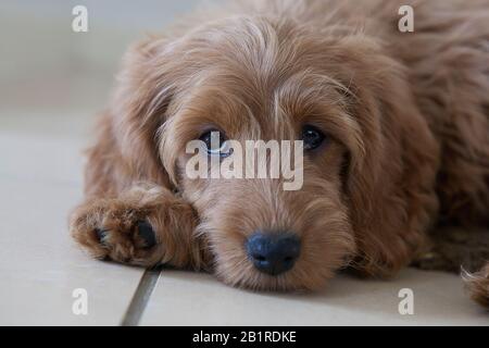 Un chiot rouge de 11 semaines (Cocker Spaniel x miniature Poodle designer race) aux yeux bruns repose sur un sol carrelé, en regardant l'appareil photo. Banque D'Images