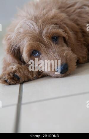 Un chiot rouge de 11 semaines (Cocker Spaniel x miniature Poodle designer race) aux yeux bruns repose sur un sol carrelé, en regardant l'appareil photo. Banque D'Images