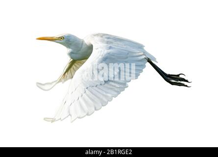 grand aigrette blanc en vol isolé sur blanc Banque D'Images