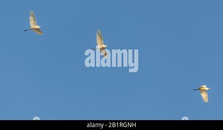 trois grandes aigrettes blanches en vol sur le ciel bleu, sauvage Banque D'Images