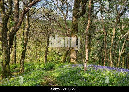 Bluebells à Brownsham Woods, confiance nationale sur le sentier côtier du sud-ouest, fleurs printanières amongs les arbres de hêtre, North Devon, South West, Royaume-Uni Banque D'Images