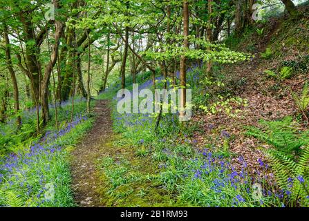 Bluebells à Brownsham Woods, confiance nationale sur le sentier côtier du sud-ouest, fleurs printanières amongs les arbres de hêtre, North Devon, South West, Royaume-Uni Banque D'Images