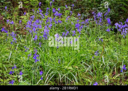 Bluebells à Brownsham Woods, confiance nationale sur le sentier côtier du sud-ouest, fleurs printanières amongs les arbres de hêtre, North Devon, South West, Royaume-Uni Banque D'Images