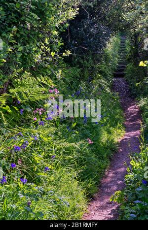 Bluebells à Brownsham Woods, confiance nationale sur le sentier côtier du sud-ouest, fleurs printanières amongs les arbres de hêtre, North Devon, South West, Royaume-Uni Banque D'Images