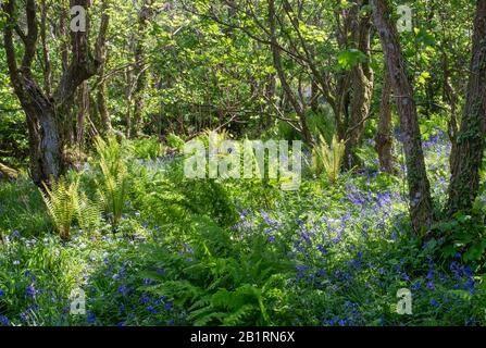 Bluebells à Brownsham Woods, confiance nationale sur le sentier côtier du sud-ouest, fleurs printanières amongs les arbres de hêtre, North Devon, South West, Royaume-Uni Banque D'Images