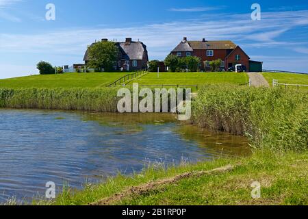 Westerwarft Sur Hallig Hooge, Frise Du Nord, Schleswig-Holstein, Allemagne, Banque D'Images