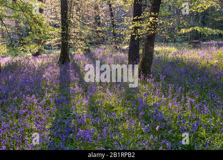 Bluebells à Brownsham Woods, confiance nationale sur le sentier côtier du sud-ouest, fleurs printanières amongs les arbres de hêtre, North Devon, South West, Royaume-Uni Banque D'Images