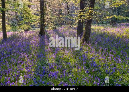 Bluebells à Brownsham Woods, confiance nationale sur le sentier côtier du sud-ouest, fleurs printanières amongs les arbres de hêtre, North Devon, South West, Royaume-Uni Banque D'Images