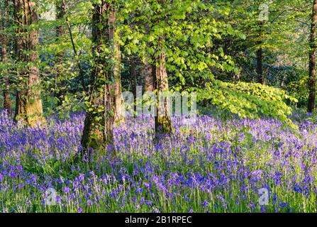 Bluebells à Brownsham Woods, confiance nationale sur le sentier côtier du sud-ouest, fleurs printanières amongs les arbres de hêtre, North Devon, South West, Royaume-Uni Banque D'Images