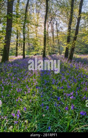 Bluebells à Brownsham Woods, confiance nationale sur le sentier côtier du sud-ouest, fleurs printanières amongs les arbres de hêtre, North Devon, South West, Royaume-Uni Banque D'Images
