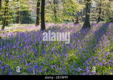 Bluebells à Brownsham Woods, confiance nationale sur le sentier côtier du sud-ouest, fleurs printanières amongs les arbres de hêtre, North Devon, South West, Royaume-Uni Banque D'Images