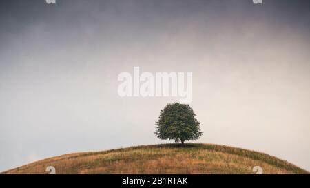 Arbre sur colline, Groß Zicker, Gager, péninsule de Mönchgut, île de Rügen, Mecklembourg-Poméranie-Occidentale, Allemagne Banque D'Images