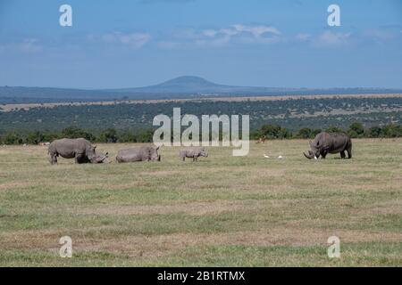 Petit groupe familial de rhinocéros blancs dans la savane de l'OL Pejeta Conservancy, Kenya Banque D'Images