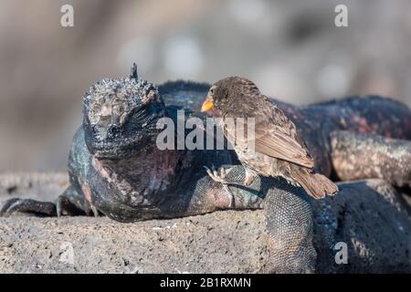 Un darwin finch mangeant la peau d'ombrage d'un iguana marin sur l'île d'Espanola, les îles Galapagos, Équateur Banque D'Images