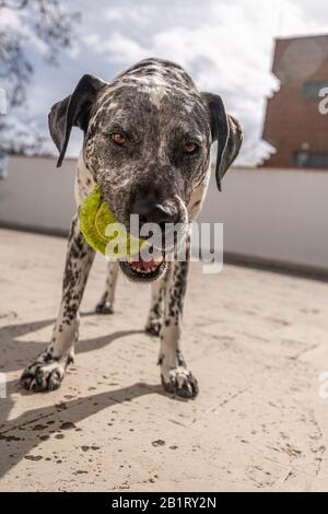 Chien noir et blanc à pois avec balle de tennis dans la bouche, tiré au niveau du sol Banque D'Images