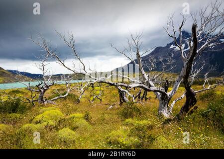 Arbres tués par des feux de brousse dans le parc national de Torres del Paine, Patagonie, Chili. Banque D'Images