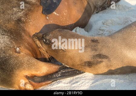 Suce bébé lion de mer sur une plage de sable de l'île d'Espanola, îles Galapagos, Équateur Banque D'Images