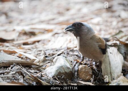 Le treepie gris, également connu sous le nom de treepie himalayenne, (Dendrocitta formosae) est un treepie asiatique, un membre de taille moyenne et de longue queue du corbeau f Banque D'Images