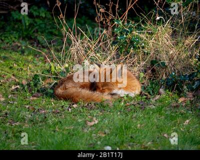 Renard de chien sauvage endormi le matin soleil dans le jardin de printemps.Une série d'un magnifique renard avec des oreilles d'alerte et une fourrure saine de gingembre. Banque D'Images