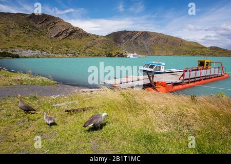 Lac Pehoe dans le parc national de Torres del Paine, Patagonia, Chili avec une famille de Bernaches upland au premier plan. Banque D'Images