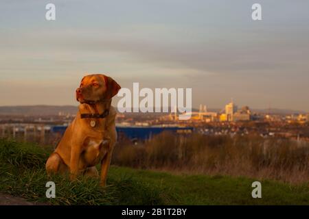 Un Labrador renard-rouge au premier plan d'un paysage urbain de Cardiff avec le Stade principauté et un magasin Ikea. Banque D'Images