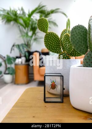 Des plantes colorées de coléoptères et de cactus conservées sur une table à café en bois dans un salon moderne et lumineux avec un sentiment de jungle urbaine Banque D'Images