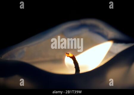 La photographie macro-rapprochée d'une bougie brûlante pointant vers la droite, isolée sur le fond noir Banque D'Images